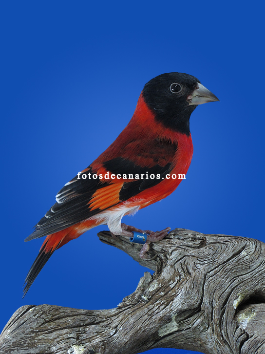 Foto: FERNANDO ZAMORA, en fotoscanarios.com