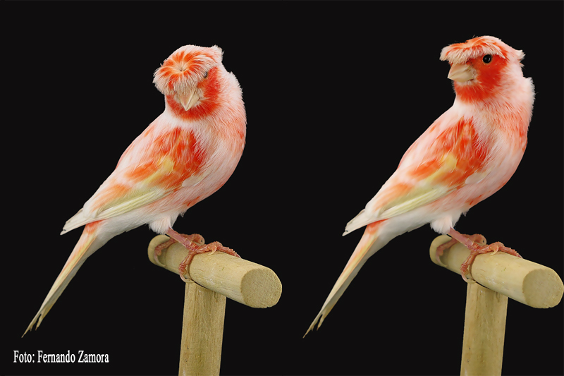 Foto: FERNANDO ZAMORA, en Fotoscanarios.com