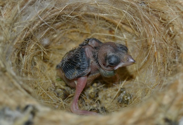 Pollo de Nido que apesar de ser alimentado demuestra mal estado debido a trastornos metabolicos