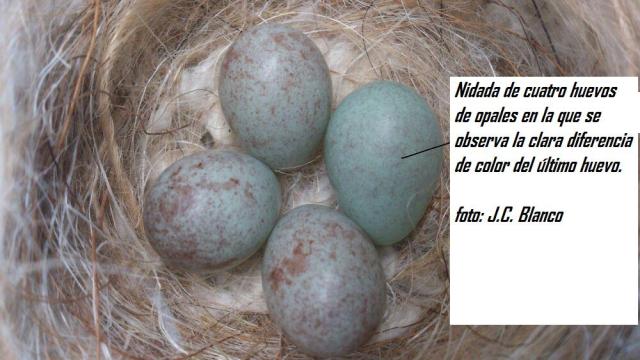 opales de juan carlos