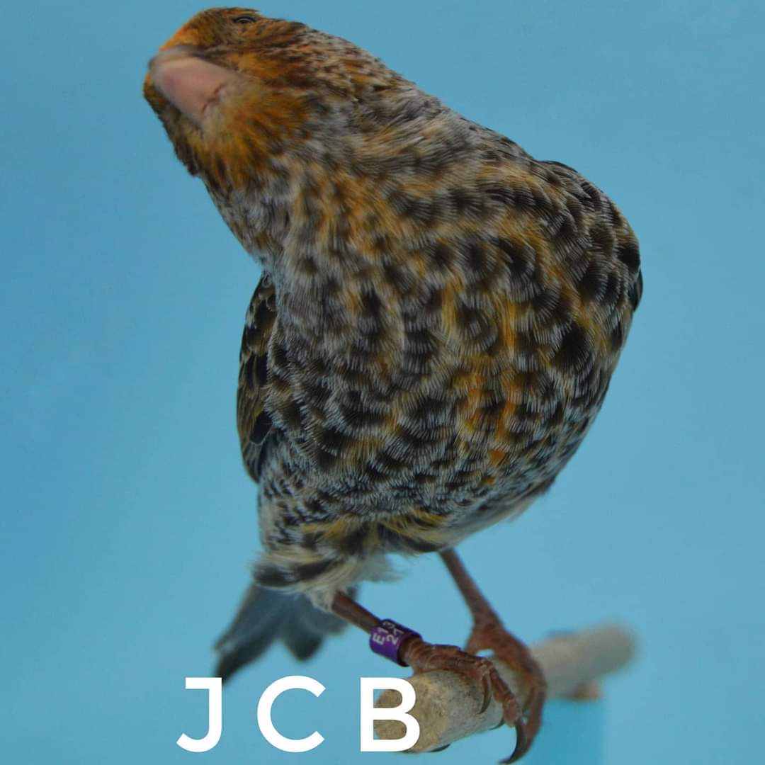 FB_IMG_1630303393785