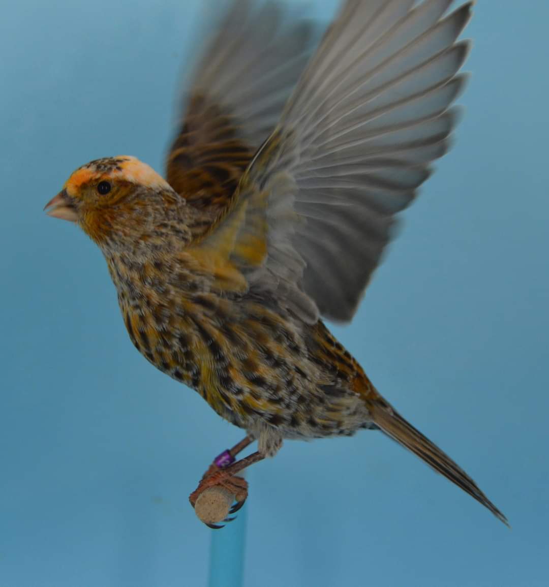 FB_IMG_1630303402133