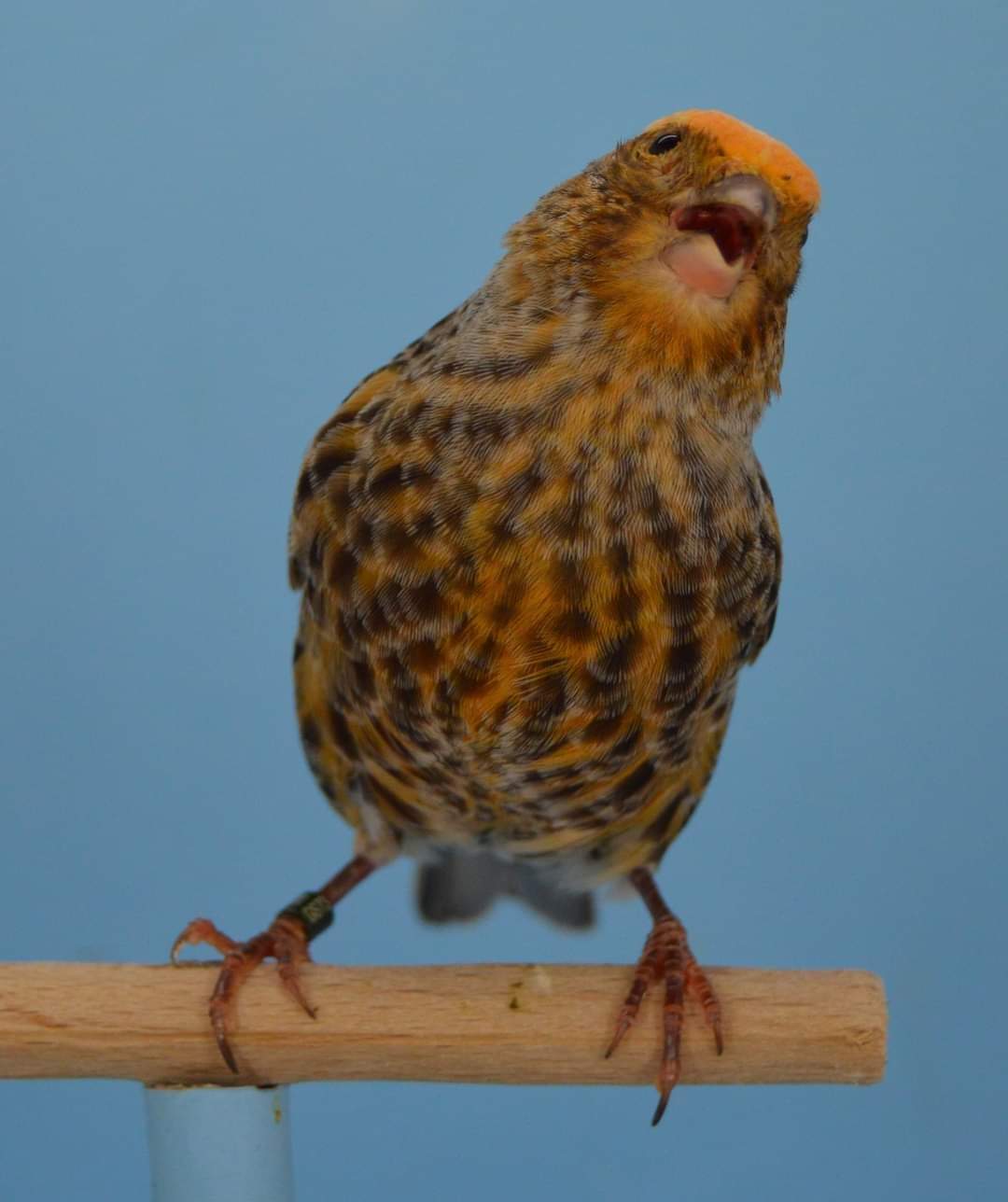 FB_IMG_1630303466582