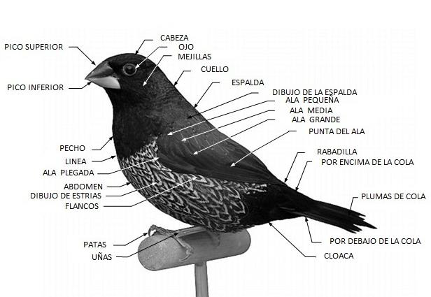 morfologia isabelita japon