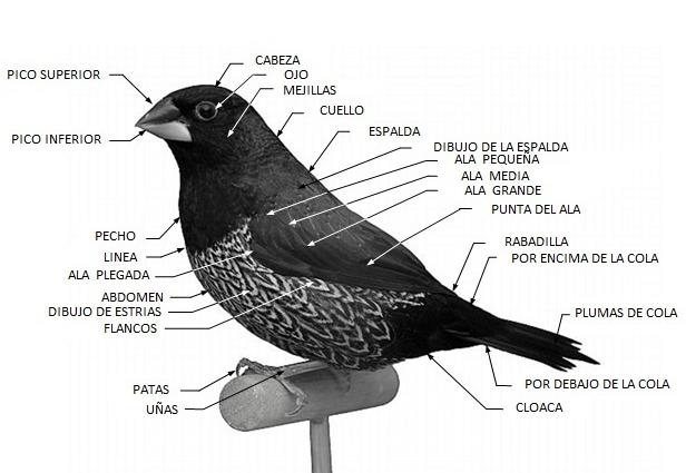 morfologia isabelita japon