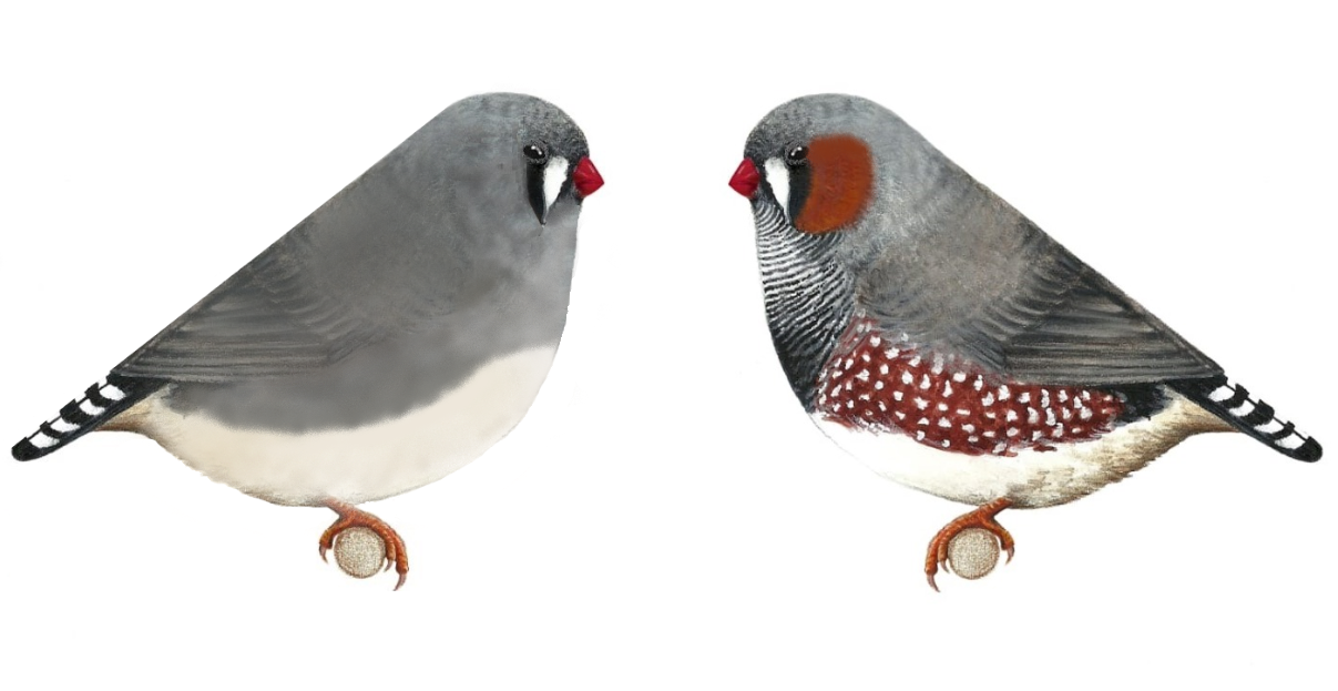 Pareja-de-grises-FINAL-2