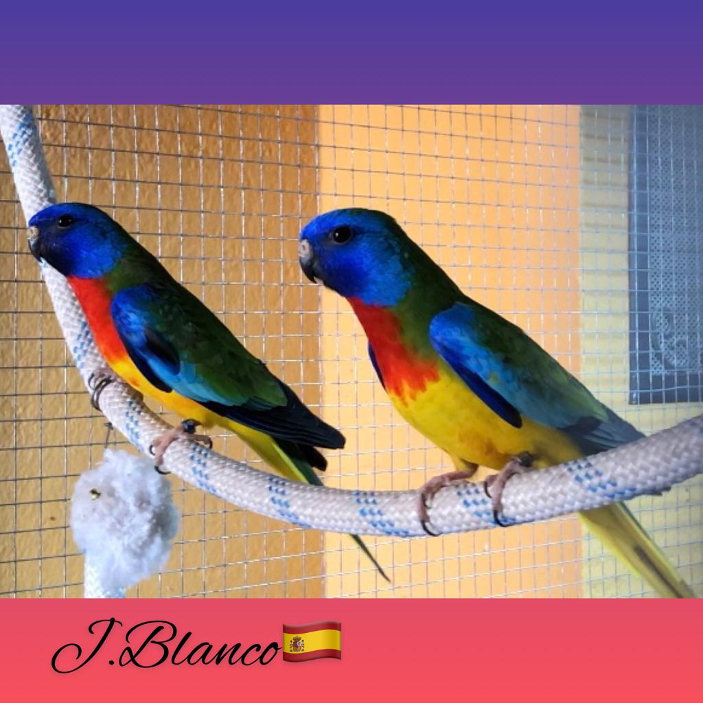 Machos fenotipo ancestral