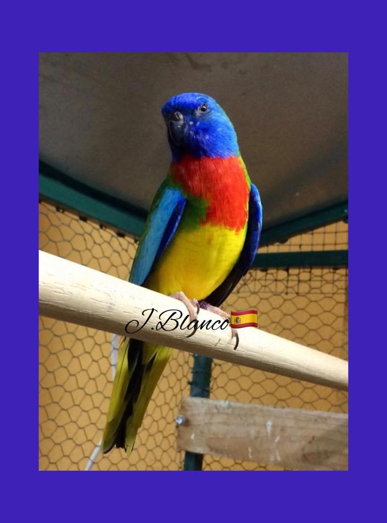 Macho Neophema Esplendido Fenotipo Anestral