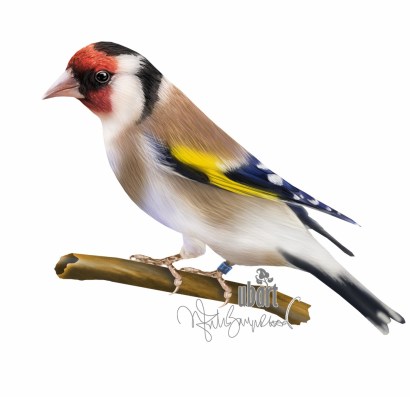 80562741_106708427493135_7238214332754952192_n